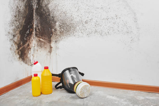 Best Office Mold Removal Services  in Cherokee, IA