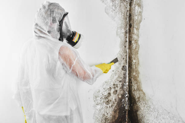 Best Crawl Space Mold Removal  in Cherokee, IA