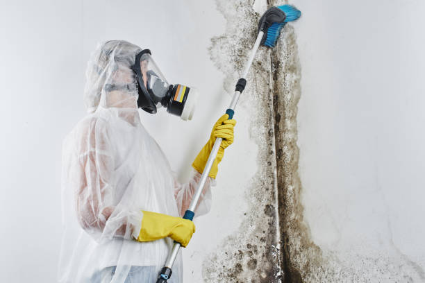 Best Toxic Mold Removal  in Cherokee, IA