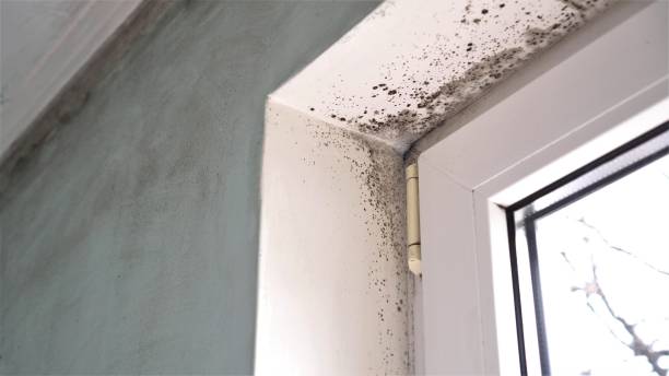 Best Black Mold Removal  in Cherokee, IA
