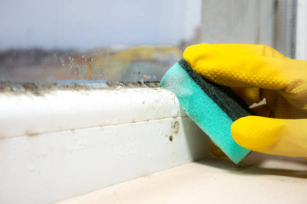 Best Home Mold Removal  in Cherokee, IA