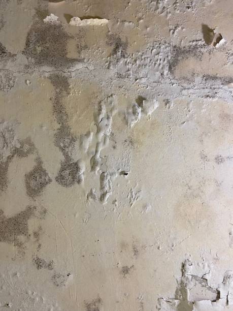 Best Home Mold Removal  in Cherokee, IA
